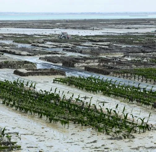 Visita gli allevamenti di ostriche a Cap Ferret, un'esperienza locale vicino alle proprietà del gruppo Beauvallon Collection.