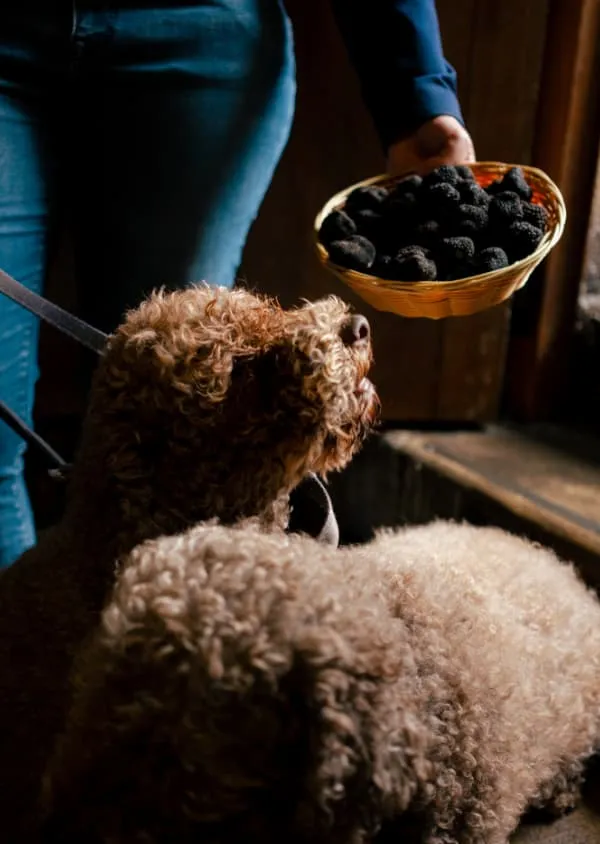 Truffle dog observing a basket of black truffles held by a person during a truffle harvest.