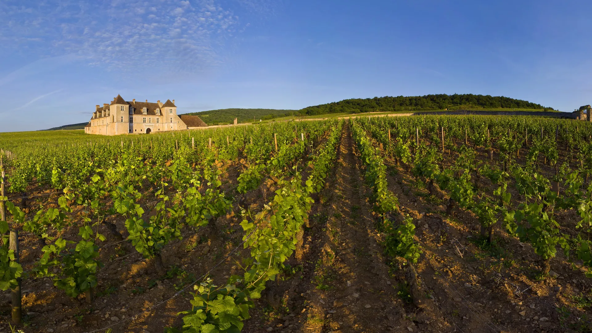 Paisagem de vinhedos na Borgonha, perto de Beaune, no coração da rota do vinho.