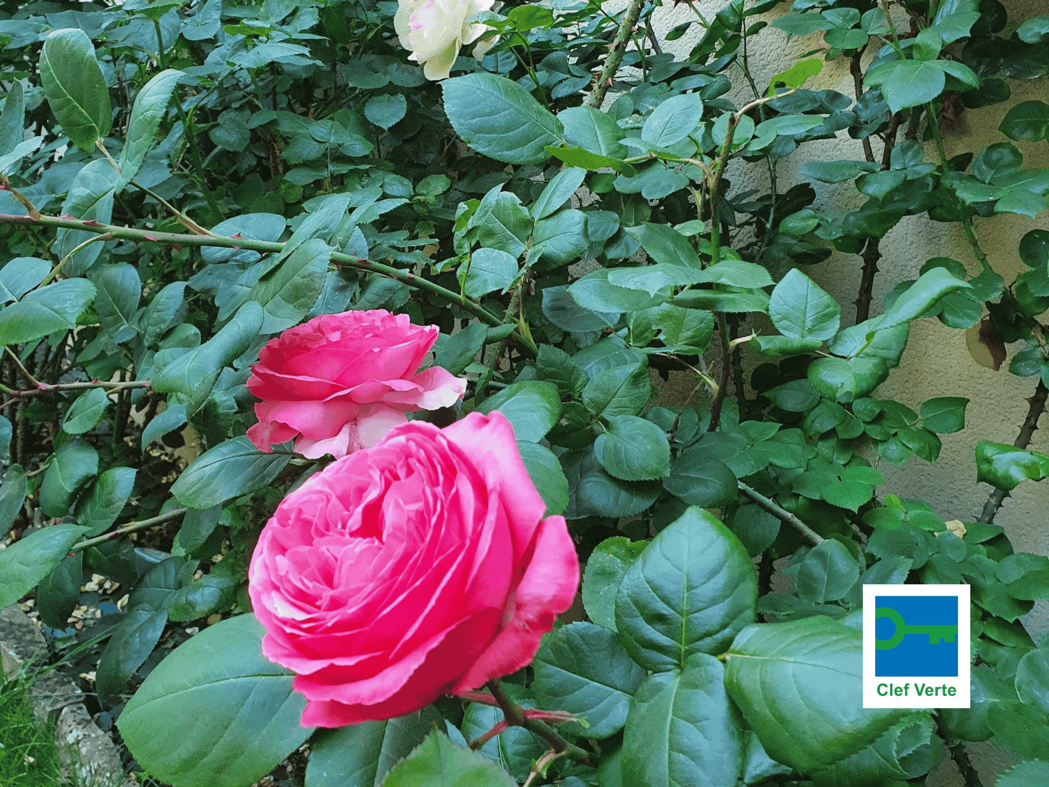 Una rosa in fiore nel giardino dell'Hostellerie Cèdre & Spa Beaune, che illustra l'impegno ambientale di Green Key.