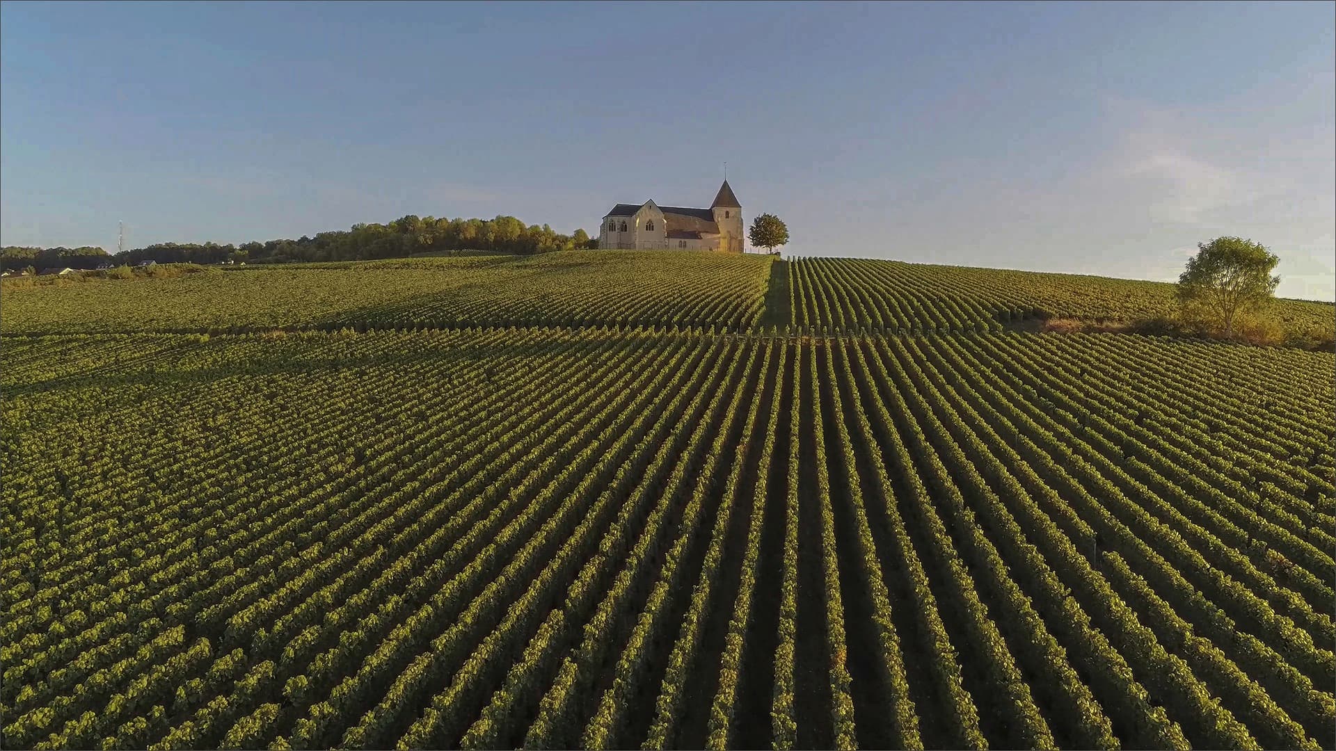Vineyard with rows of aligned vines leading to a chapel on a hill in Champagne.