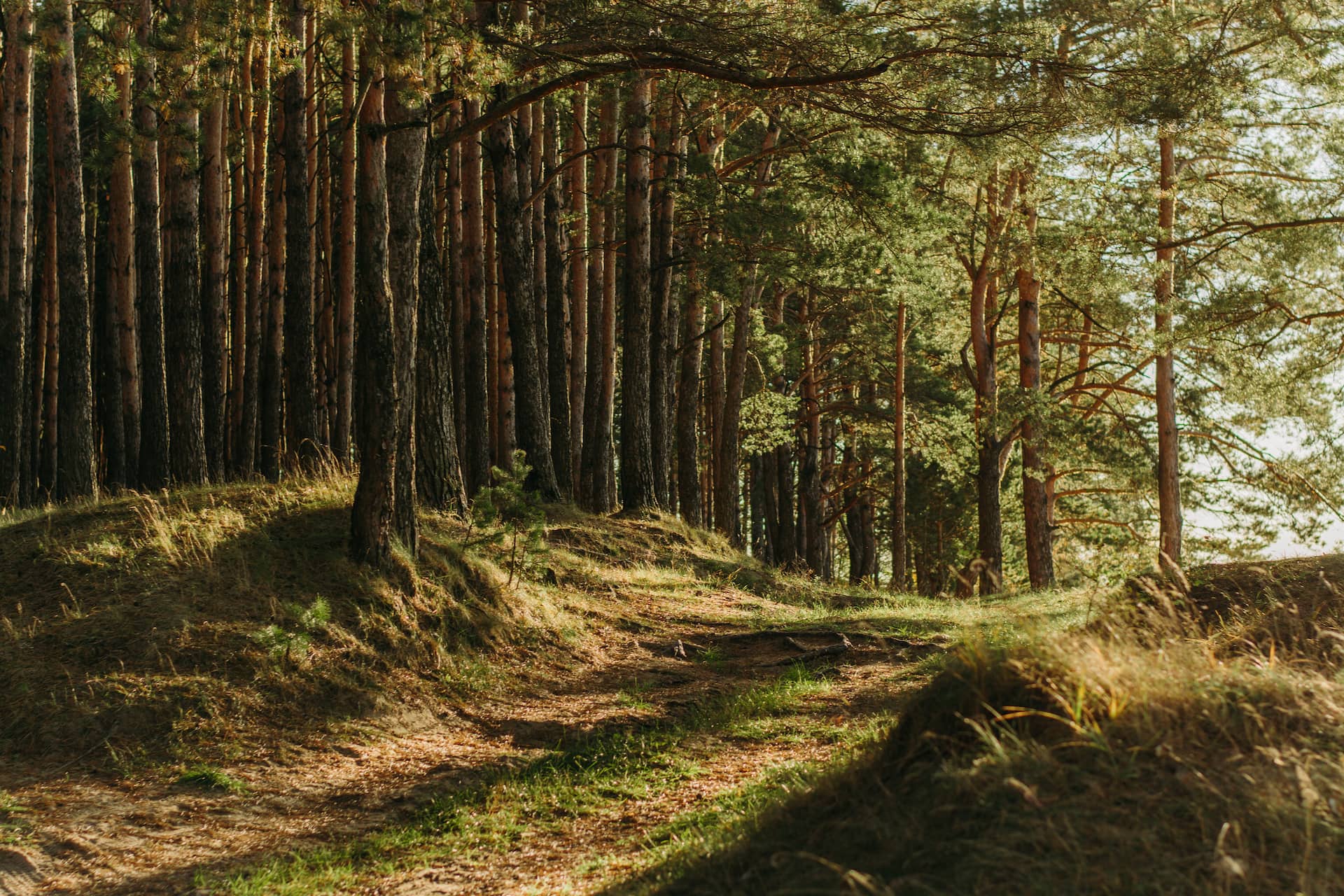 Forest trail crossing a pine forest bathed in light.