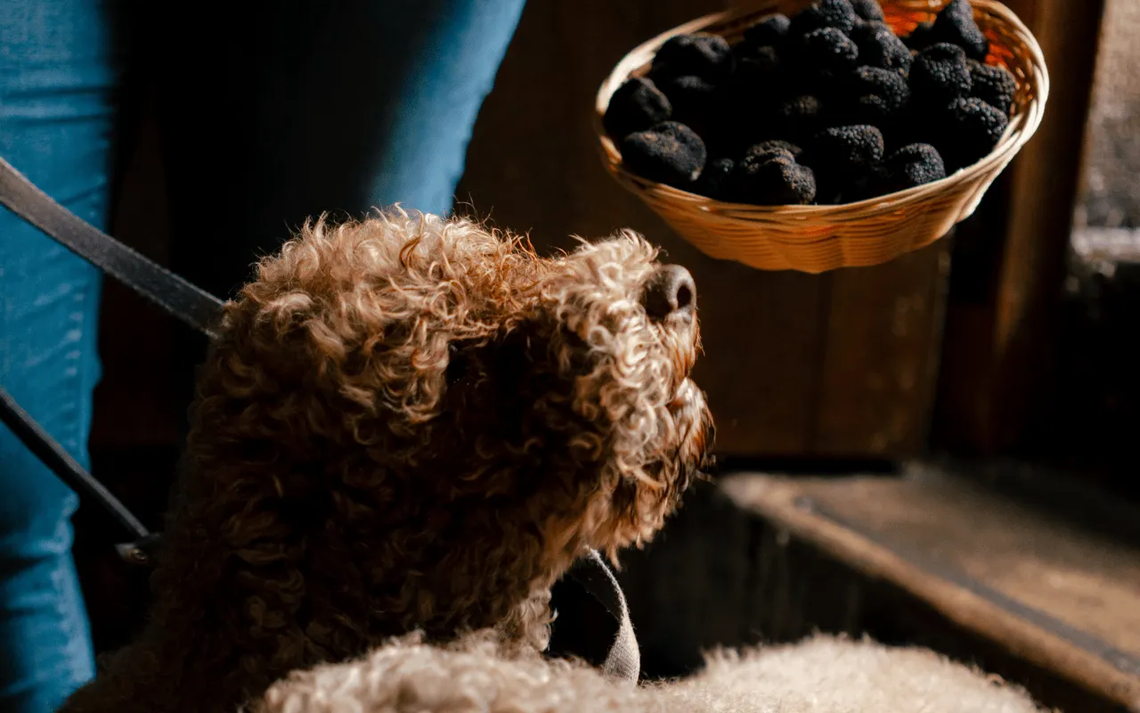 Truffle dog sniffing a basket full of freshly harvested black truffles.