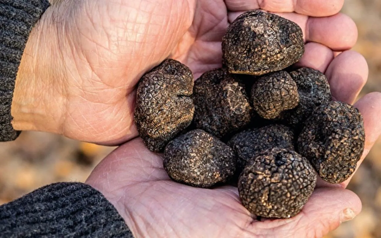 Fresh truffles harvested in the hands of a picker.