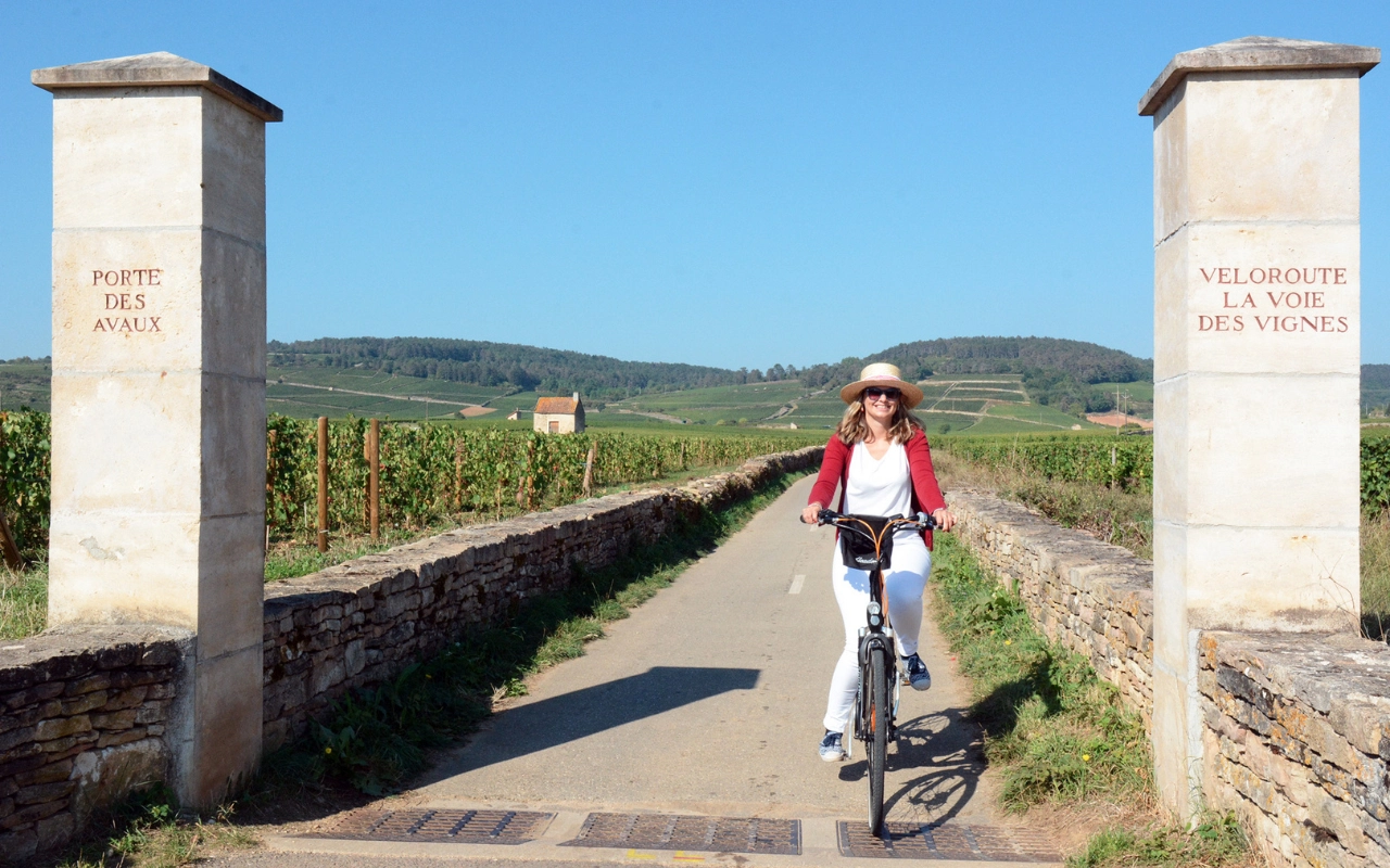 Cyclist on the path of the vineyards in the heart of the vineyards.
