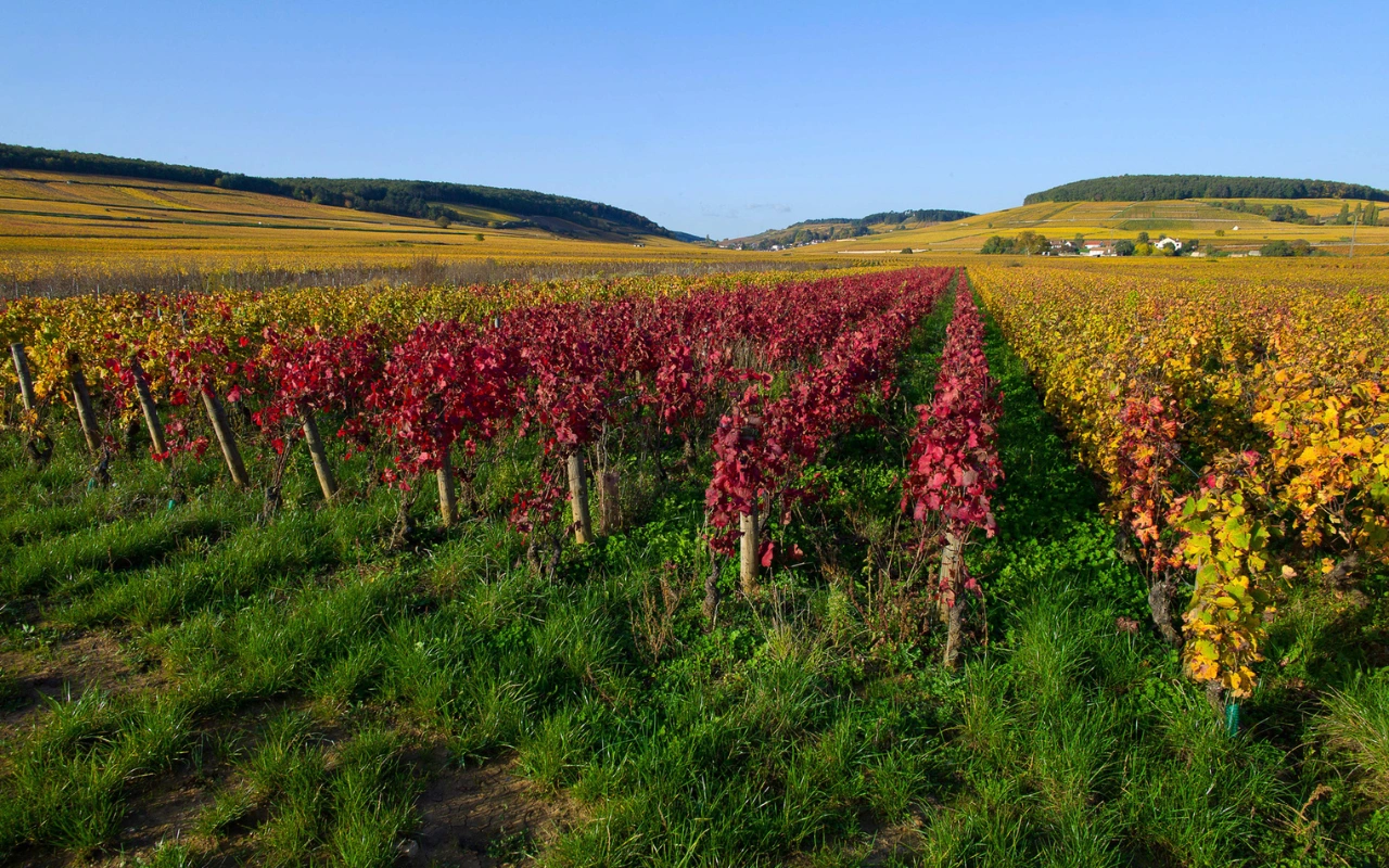 Rows of colorful vines in the vineyards of Burgundy.