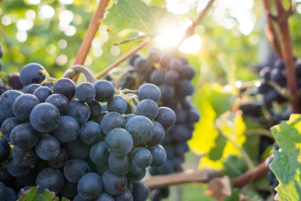 Black grape cluster on the vine in a Burgundy vineyard in sunlight.