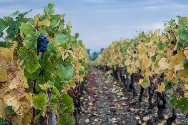 Rows of grapevines with grape clusters in a Burgundy vineyard.