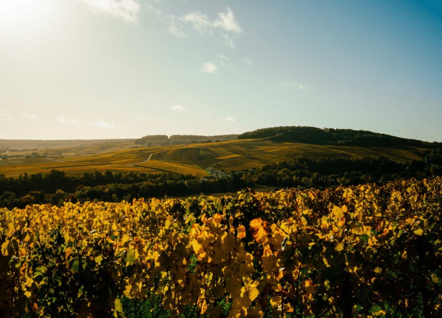Landscape of vineyards in Champagne at sunset.