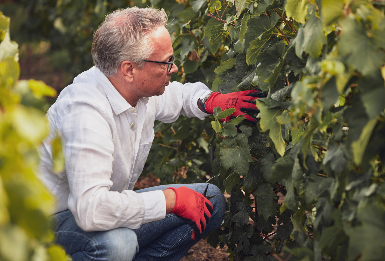 Winemaker in the heart of the Champagne vineyards harvesting grapes