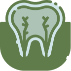 Illustration of a tooth showing root canals with nerves inside, representing endodontics.