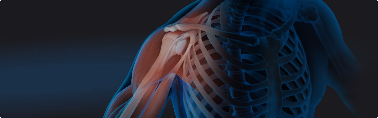 Anatomical illustration highlighting shoulder joint and rotator cuff