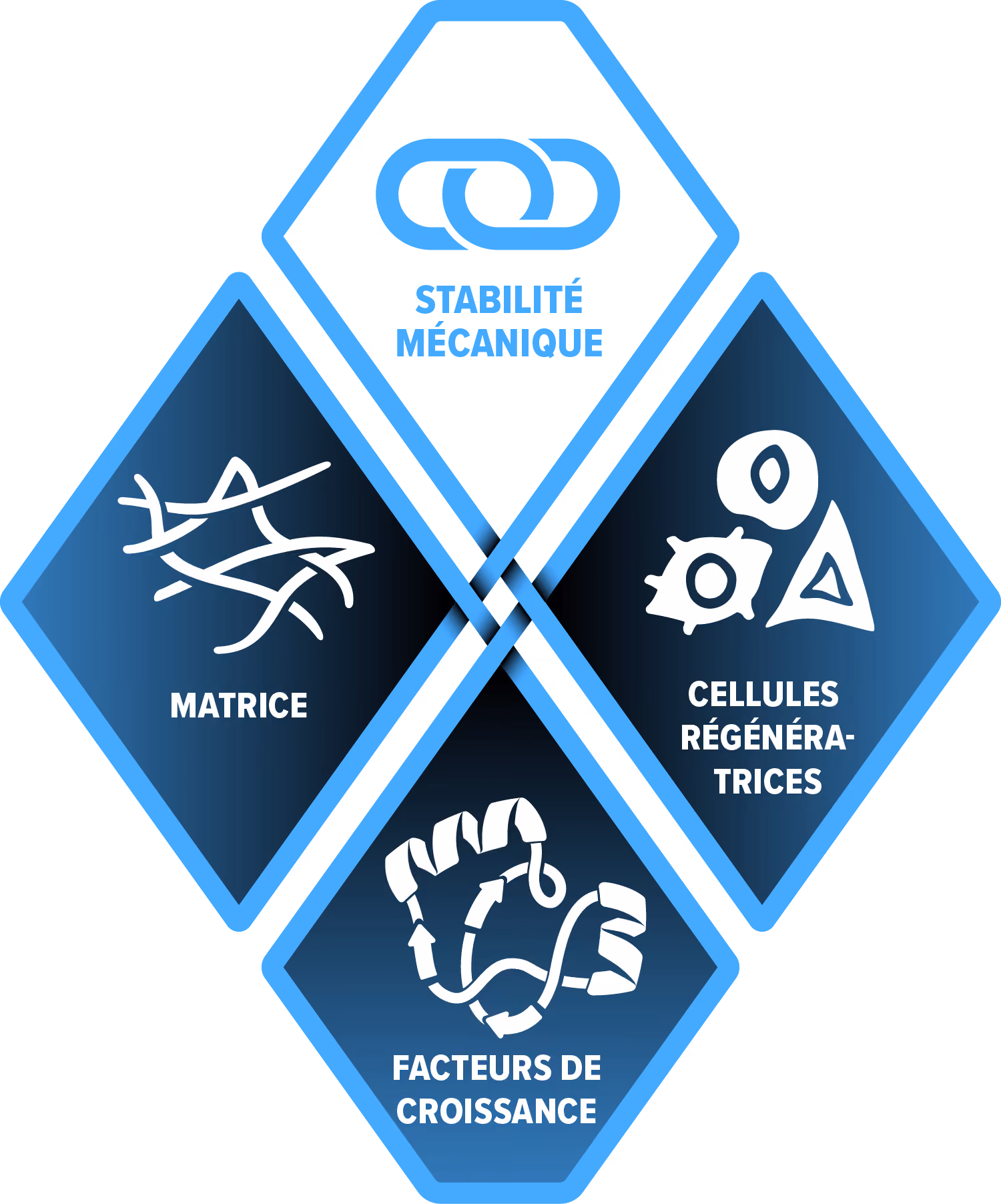 Schéma montrant quatre composants biologiques : stabilité mécanique, matrice, cellules régénératives et facteurs de croissance