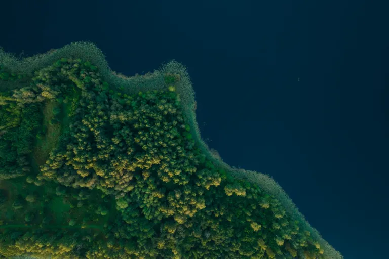 Aerial photo of a forest newar water
