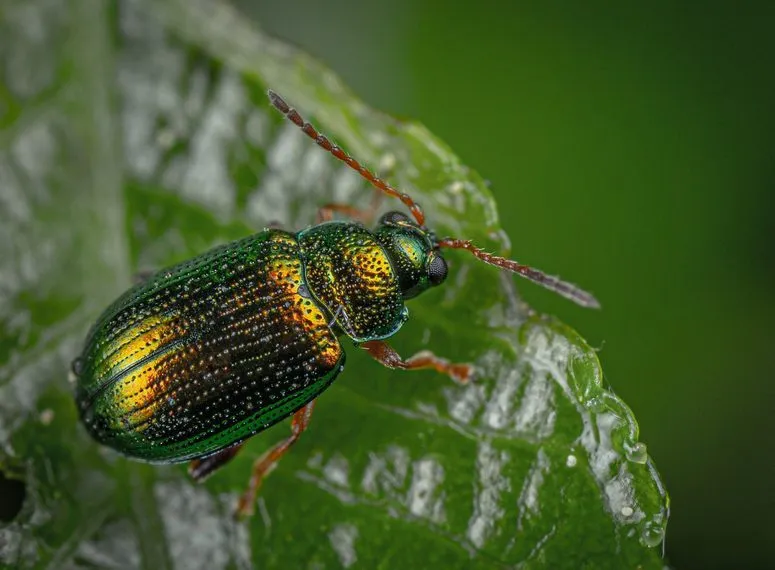 Issue reproduction best practicesIssue reproduction comment template for reproducible bugsBug Reproduction ChallengesBug Reproduction Tips for TestersQE for ceos spend blog