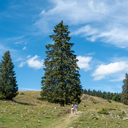 Tanne auf einer Alp