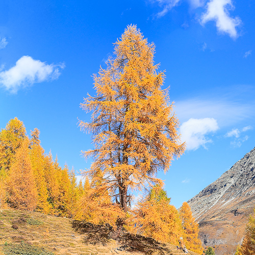 Lärchen im Herbst in den Bergen