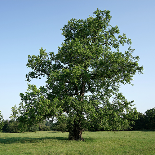 Ulme auf einer Wiese