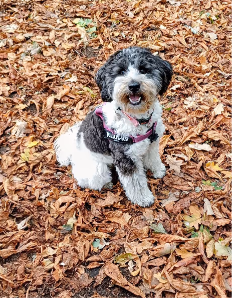 Black and white dog with curly fur wearing a pink Julius-K9 harness sitting on dry autumn leaves.
