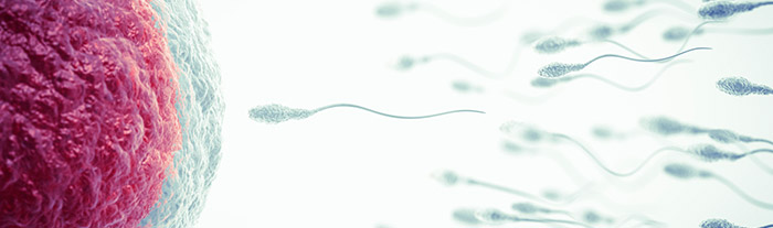 Inseminação Artificial Preço: Quanto Custa a Inseminação Artificial?
