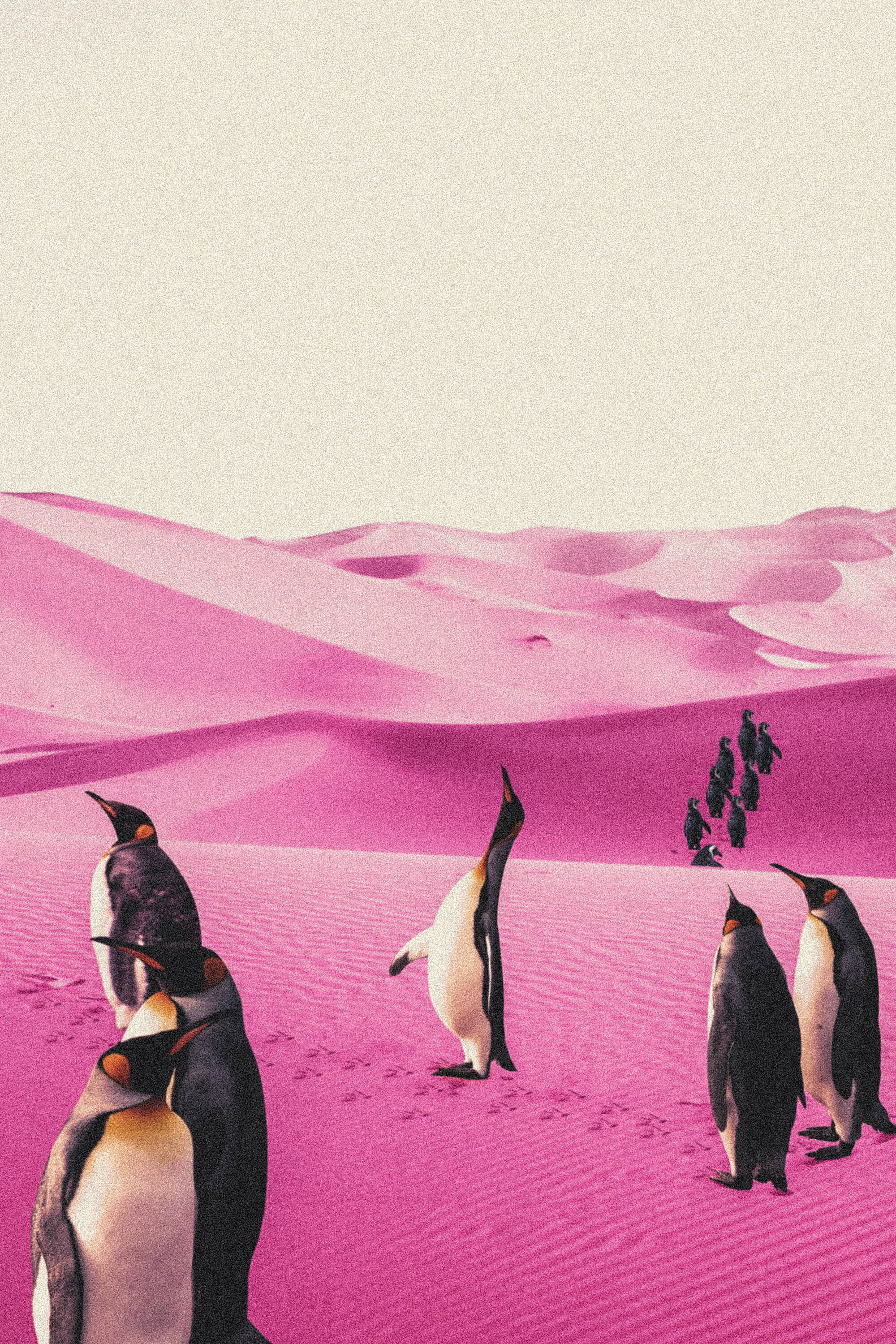 A group of penguins walking on pink sand dunes under a pale sky.