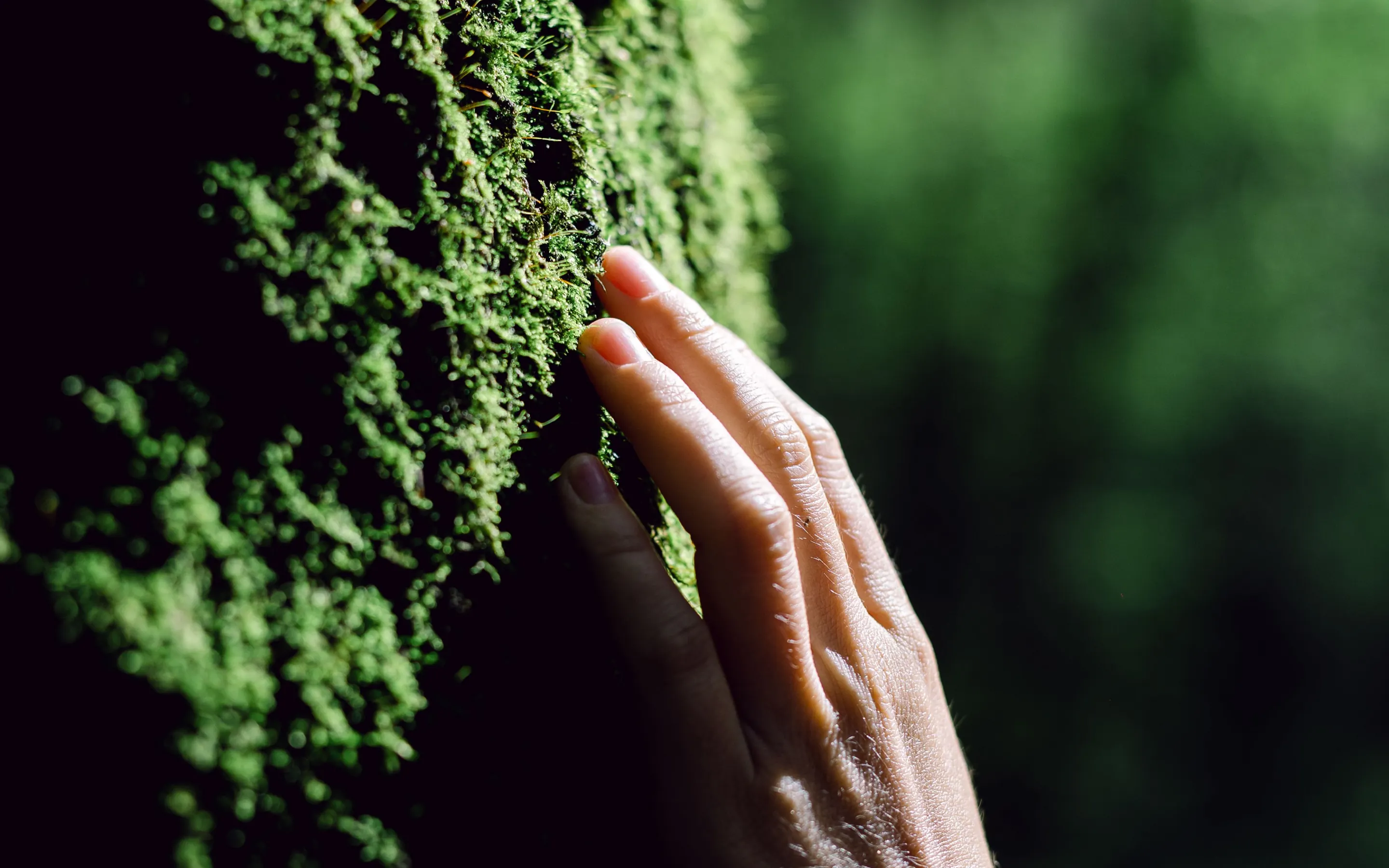 Hand touching moss on a tree trunk