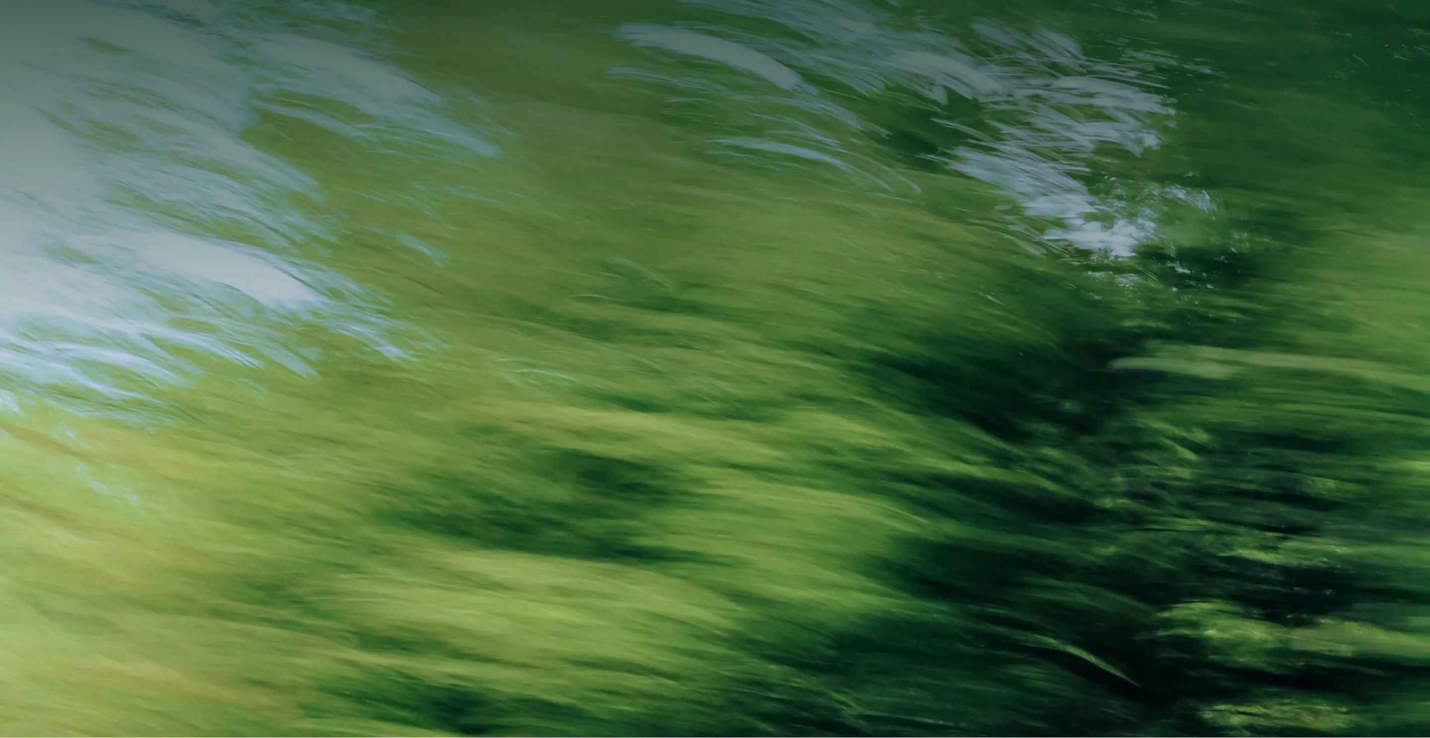 Trees in motion
