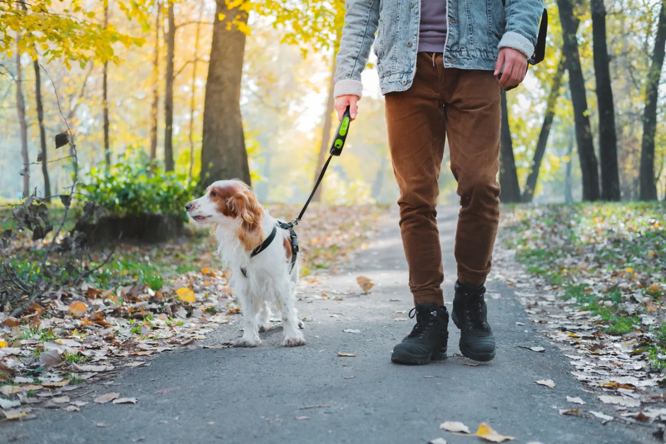 man walking dog on trail stock image