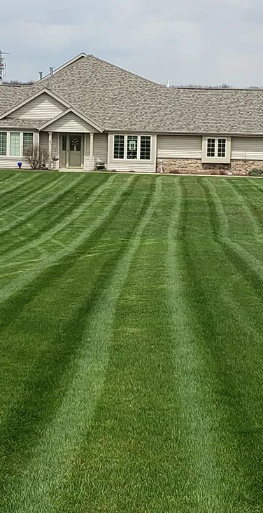 A tree after being infected with needle cast.