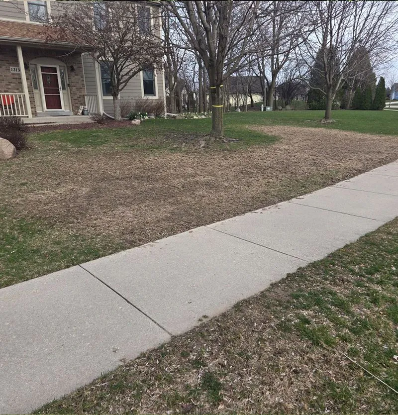 Close-up picture of a tree infected with needle cast.