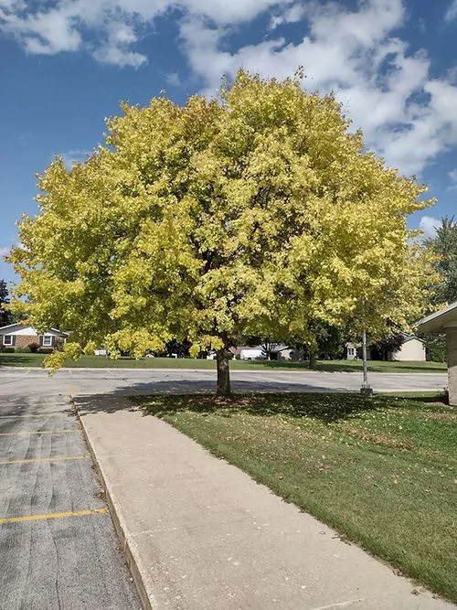 Maple Chlorosis
