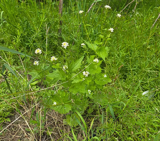 garlic mustard
