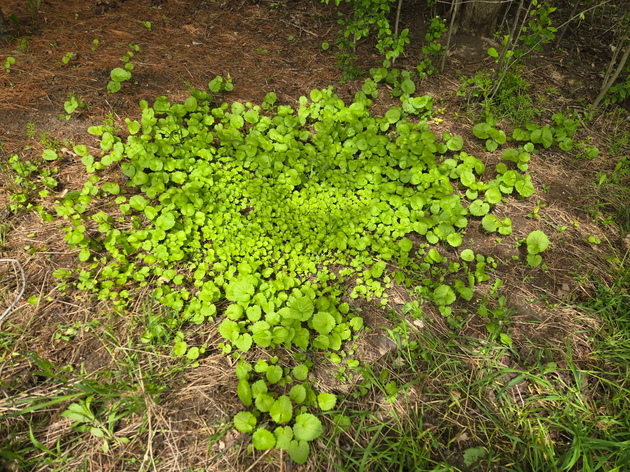 garlic mustard
