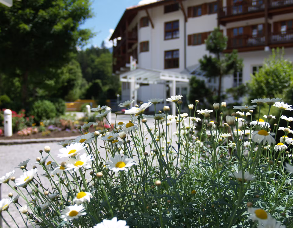 Weiße Gänseblümchen in voller Blüte vor einem verschwommenen Gebäudekomplex mit Balkonen und grünen Bäumen.