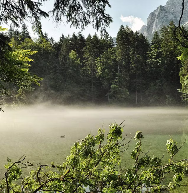 Nebliger See mit einer Ente, umgeben von dichten Tannenwäldern und Bergen im Hintergrund.