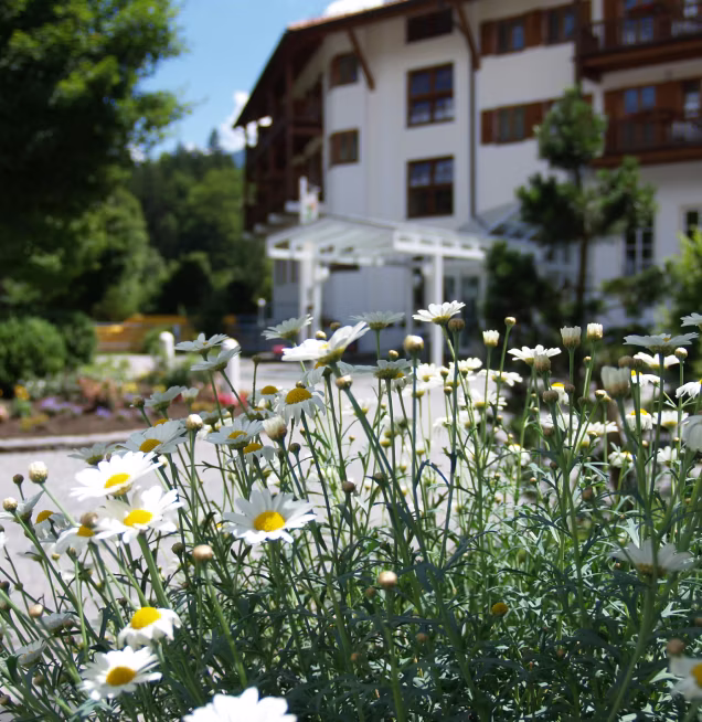 Weiße Gänseblümchen blühen im Vordergrund vor einem traditionellen Gebäude mit Holzbalkonen an einem sonnigen Tag.