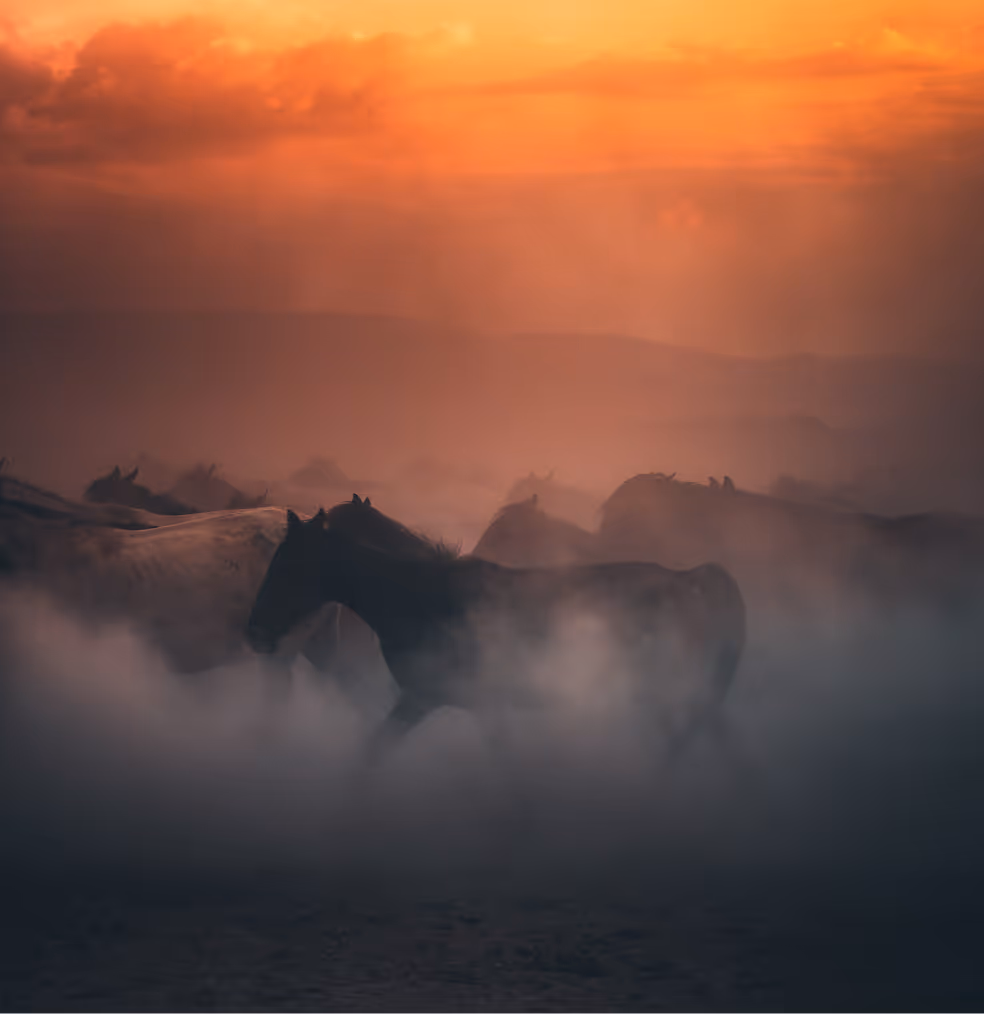 Horses walking through a misty landscape at sunset with an orange sky