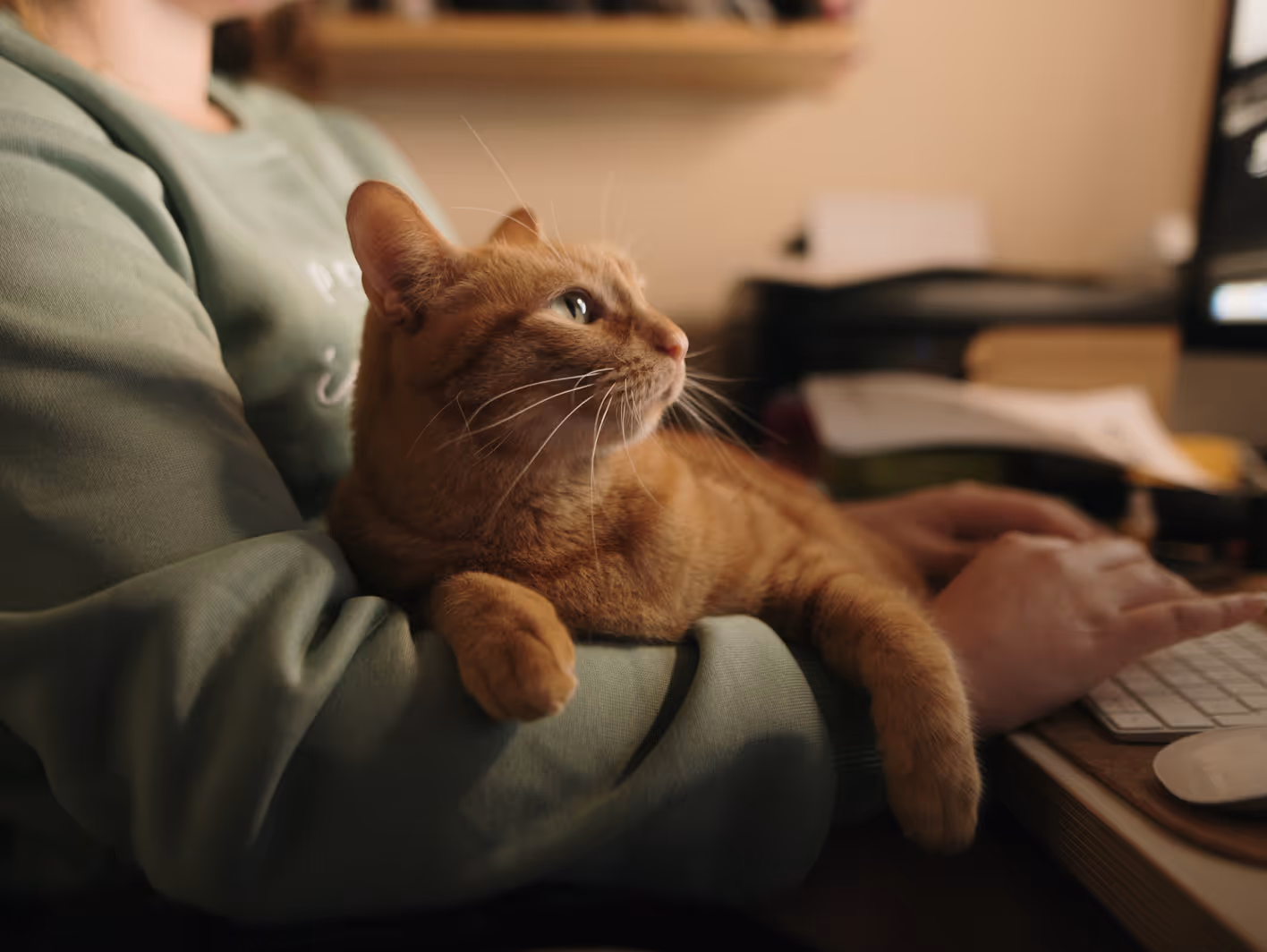 Orange tabby cat resting on a person’s arm while they type on a keyboard