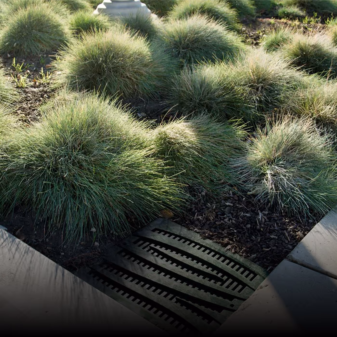 Clumps of ornamental grass planted in soil with a metal grate and concrete edges visible for NDS brand
