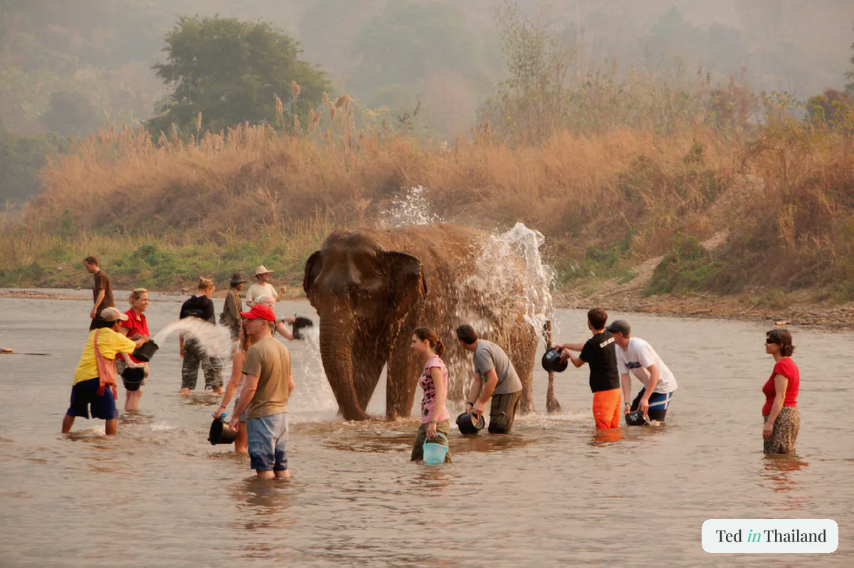 Elephant bathing time