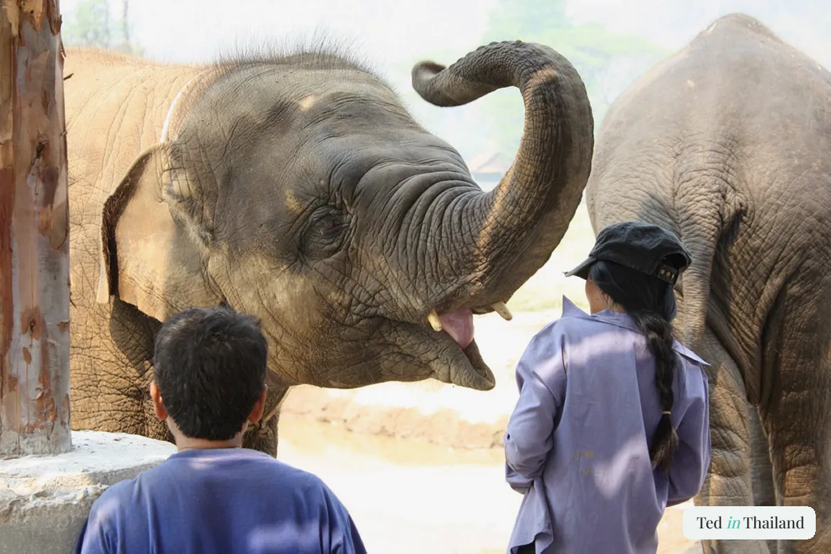 Feed me elephant