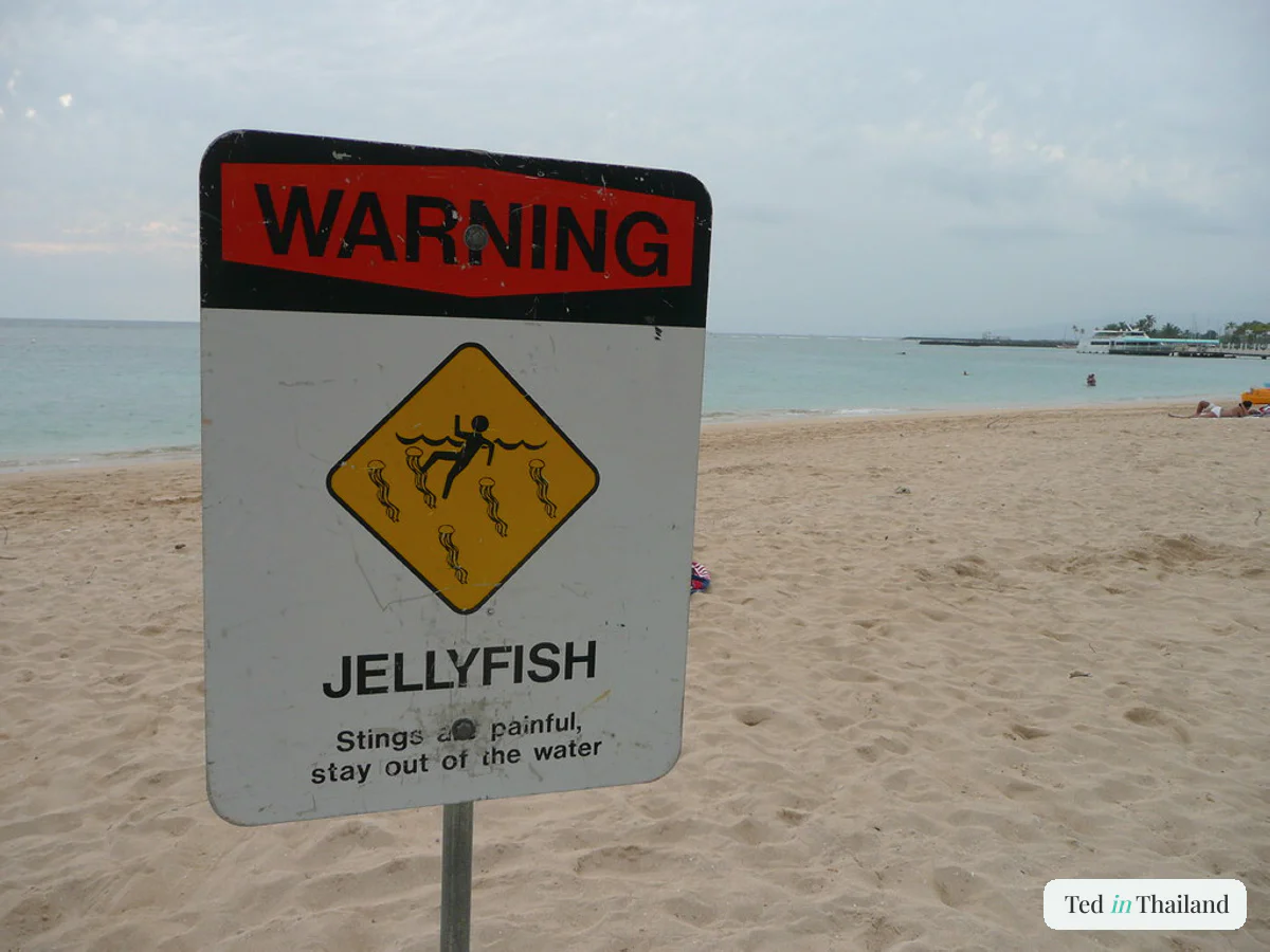 Jellyfish