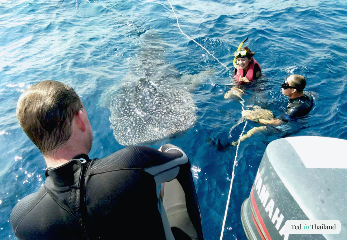 Whaleshark KohChang5
