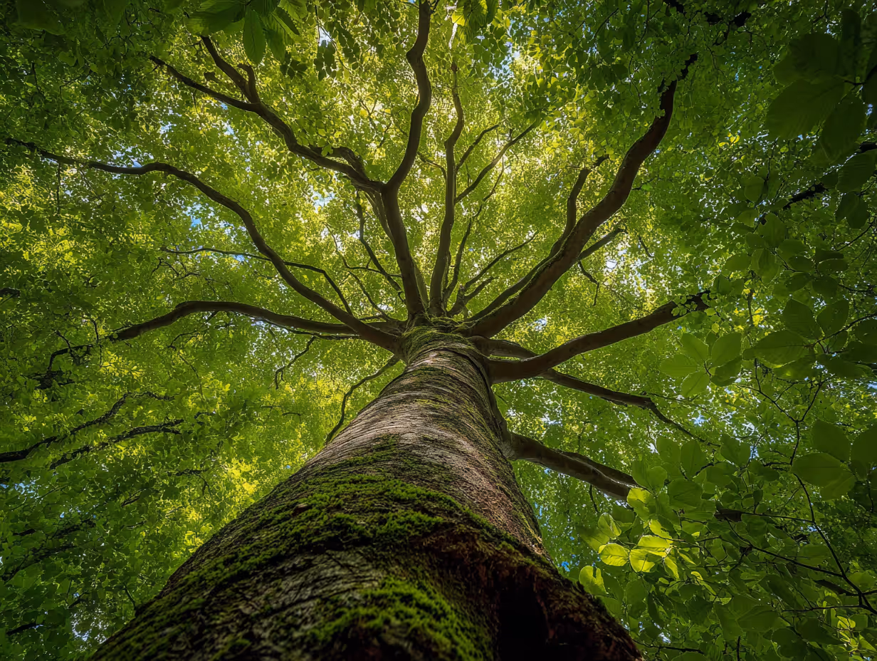 View looking up at a tall tree trunk covered in moss with green leaves and branches spreading outward.