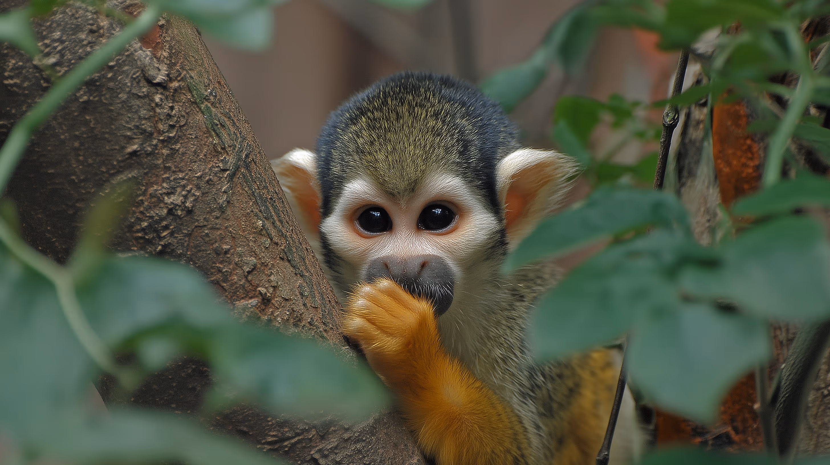 Squirrel monkey resting on a tree branch surrounded by green leaves, with hand near its mouth.