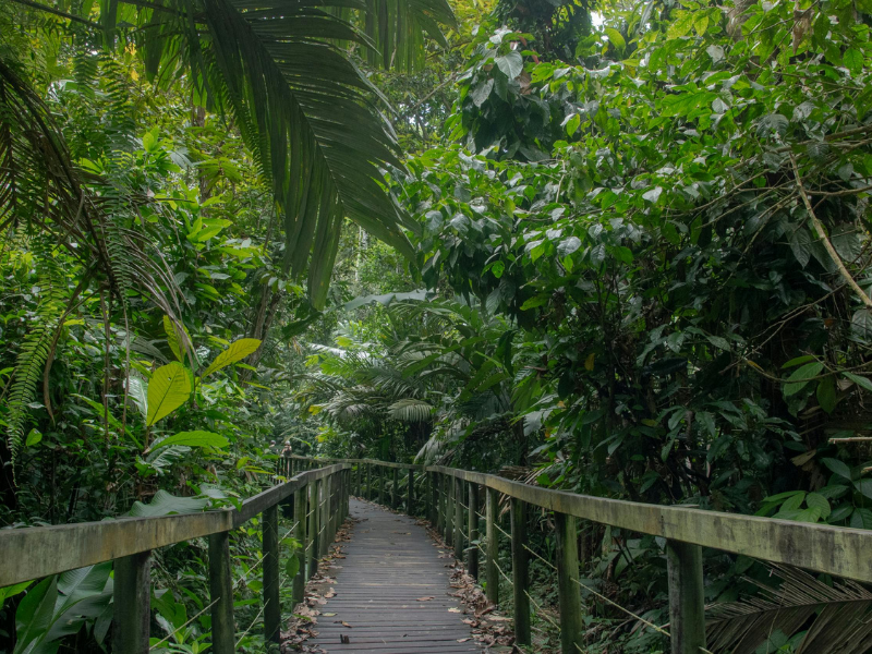 Wooden boardwalk trail surrounded by dense green tropical rainforest foliage.