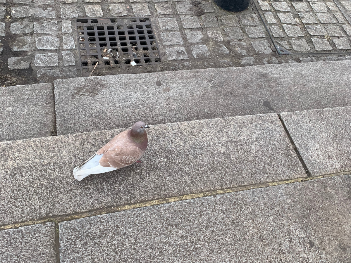 Brown and white pigeon standing on stone steps near cobblestone pavement and a metal grate.