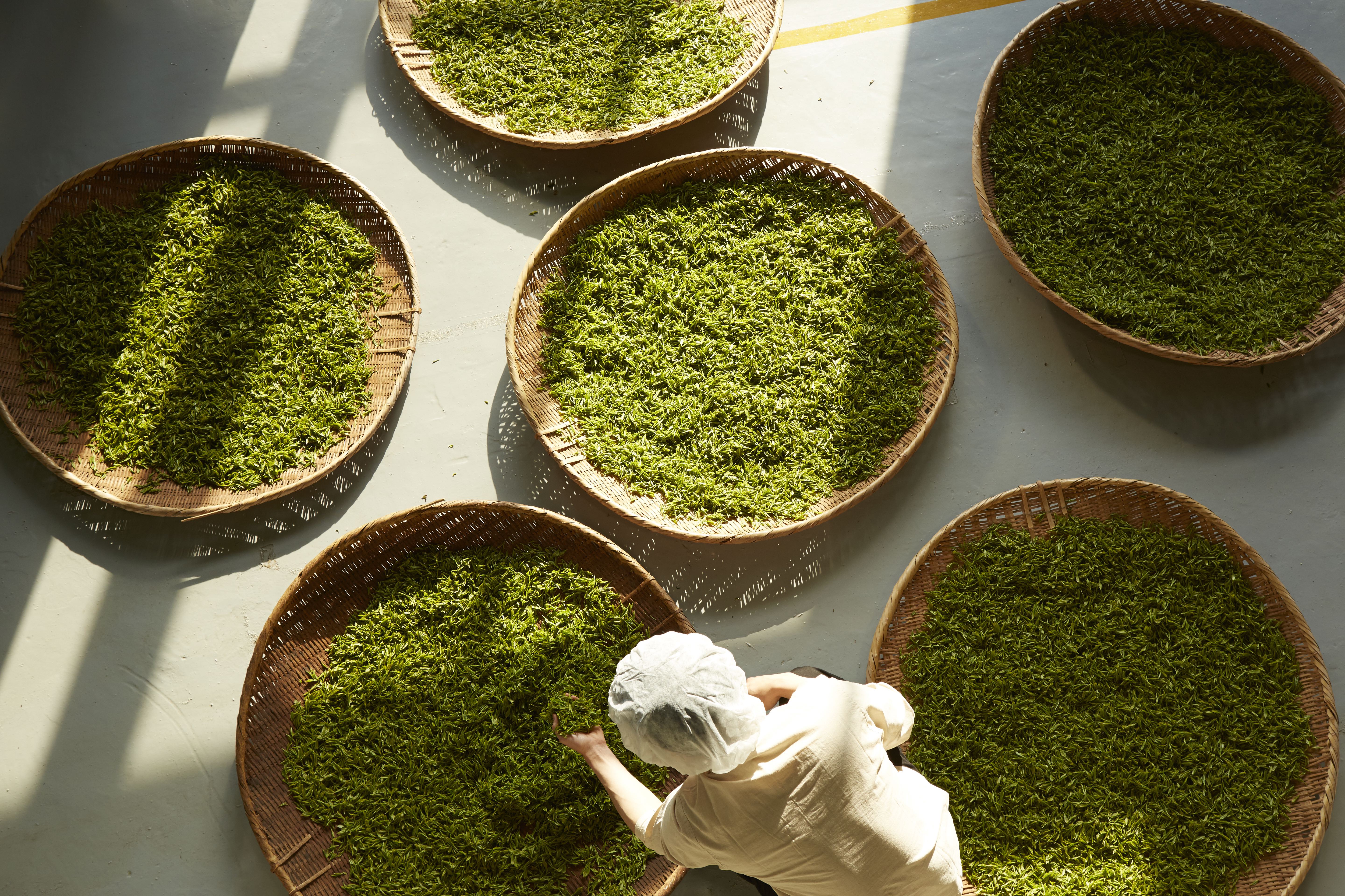 OSULLOC KOREAN GREEN TEA LEAF AMOREPACIFIC OUR STORY