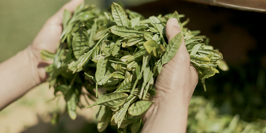 OSULLOC KOREAN GREEN TEA FARM JEJU ISLAND AMOREPACIFIC OUR BRAND