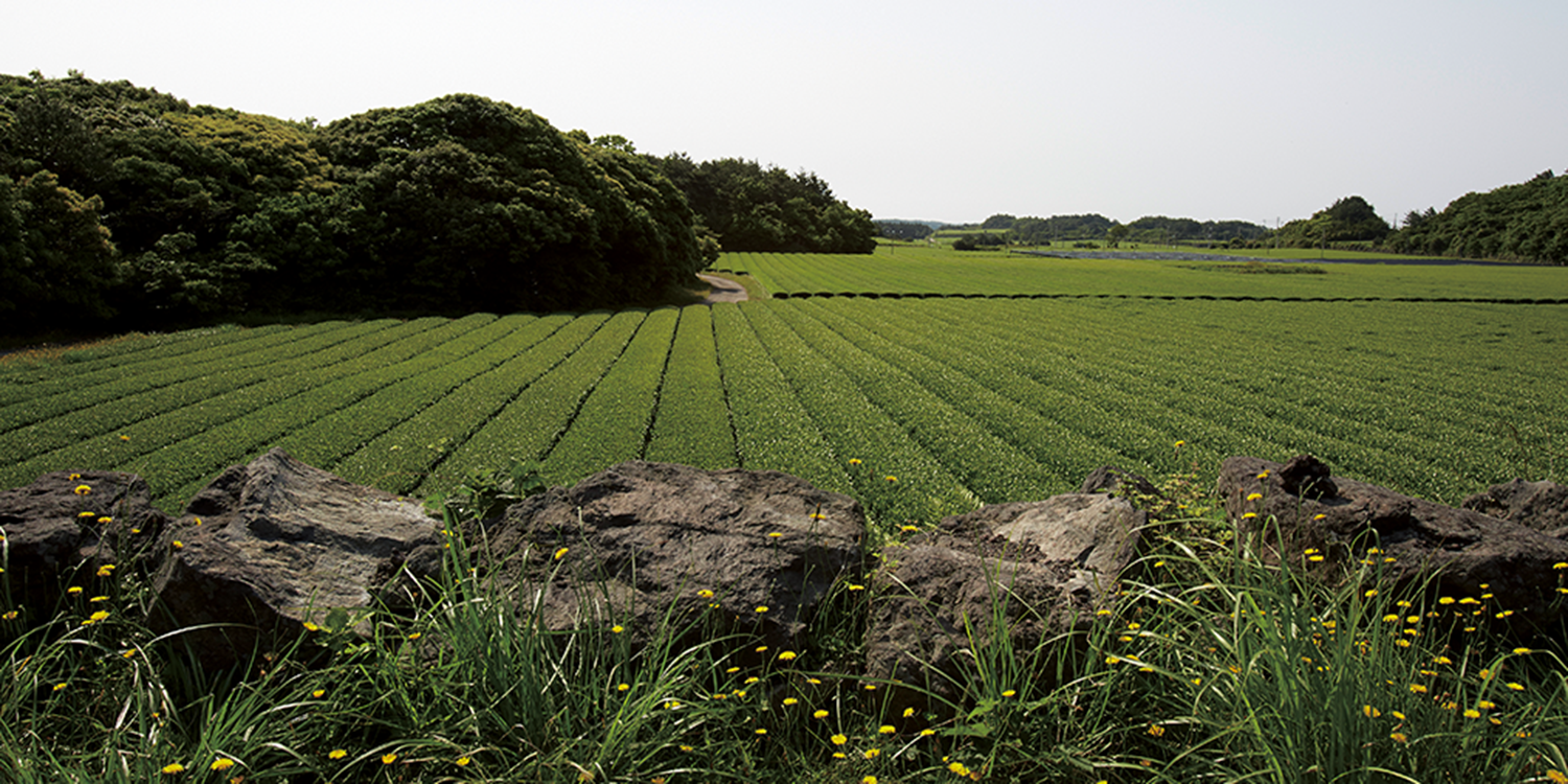 OSULLOC KOREAN GREEN TEA FARM JEJU ISLAND AMOREPACIFIC OUR STORY WE CULTIVATE